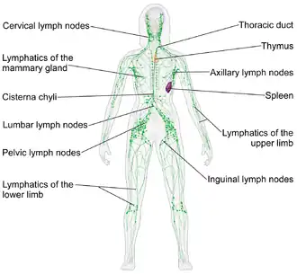 Lymphatic system.