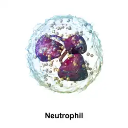 Neutrophil granulocyte.