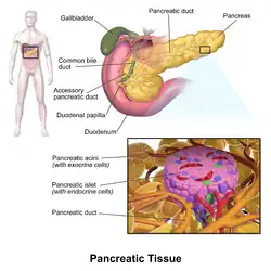 Pancreatic tissue