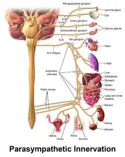 Innervation of the parasympathetic system.