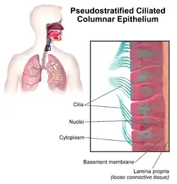 Pseudostratified columnar epithelium in the respiratory tract.