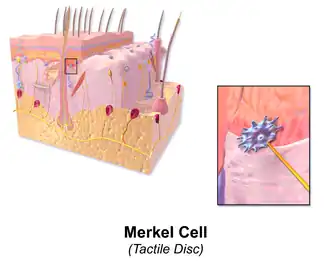 Merkel cell.
