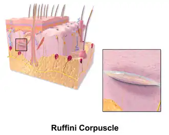 Ruffini corpuscle.