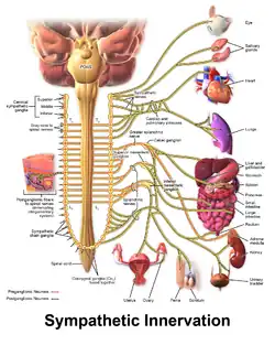 Innervation of the sympathetic system.