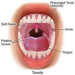 Tonsils and adenoid.
