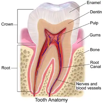 Tooth anatomy