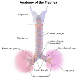 Anatomy of the trachea.
