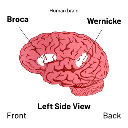 Illustration of Broca's and Wernicke's area