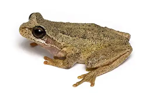 The southern brown tree frog, Litoria ewingi