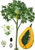 Ilustration of papaya (Carica papaya)