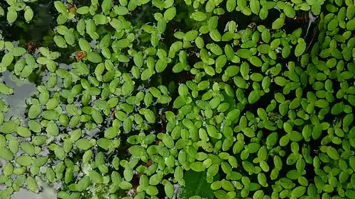 Some Duckweed