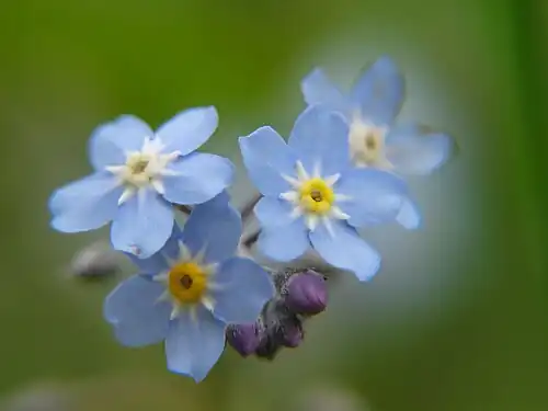 a Forget-me-not