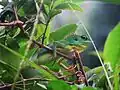 Green crested lizard in Borneo