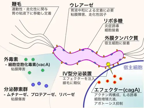 Help translate the text in this image.