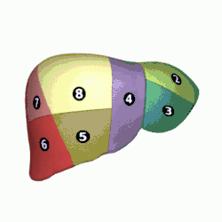 Liver_04_Couinaud_classification_animation