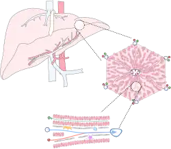 Liver_vascular_anatomy_unlabelled