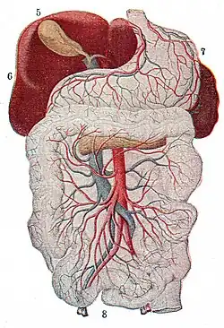 Lungs_gall_bladder_liver_stomach_digestive_tract-extract