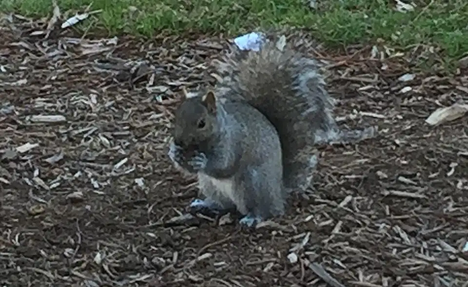 Eastern Grey Squirrel in Menomonie
