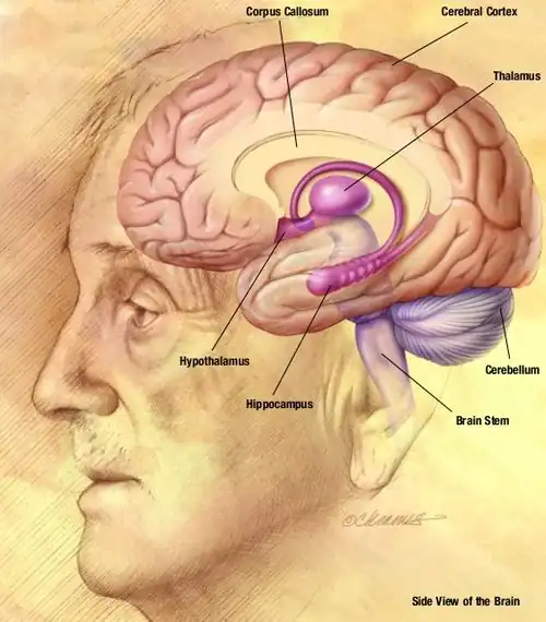 The major features of the brain