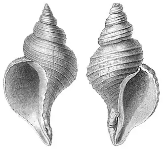 Some gastropod shells, like those of Partula can coil in sinistral and dextral directions such as these, Neptunea angulata (left) and N. despecta (right) shells.
