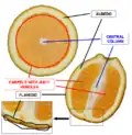 SCHEMATIC PICTURE: Orange cross section