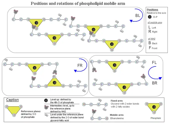 Drawing 1. Hypothesis of the mechanical origin of chirality in the phospholipids. here is treated the positioning of ethanolamine relatively to the phosphate. Its displacement towards the phosphate to establish hydrogen bonding causes a rotation. This hypothesis states that the clockwise rotation and positioning in single file of the phospholipid molecules, (RG box), results in bringing closer the two leaflets of the liposome, increasing its cohesion. In this configuration the serine chirality would be L, because its carboxyl can not be put under the reference plane defined by the phosphate (see caption in the drawing) and then would be near the carboxyl of two fatty acid molecules neighbors.