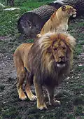 Lion