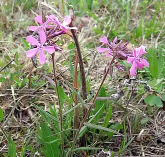Phlox pilosa plant