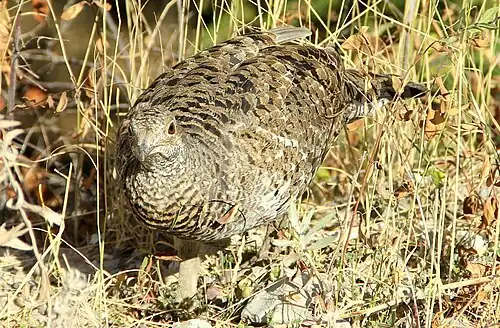 A Ruffed Grouse