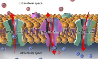 Sodium-potassium pump and resting potential,